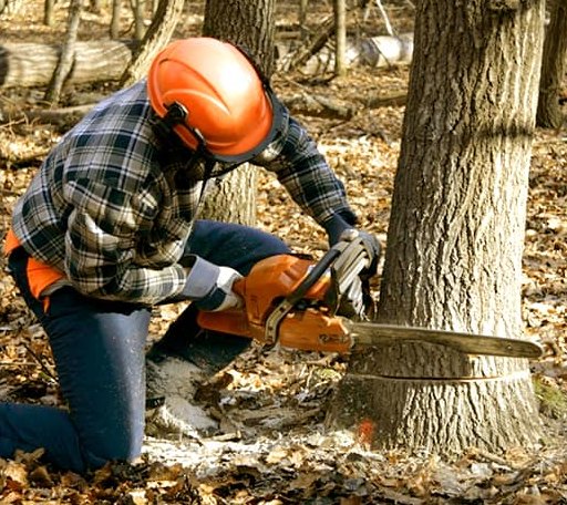 Tree Removal in Lindley, NY